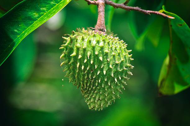 Soursop Soursop is an exotic Caribbean fruit filled with vitamins and other wonderful nutrients  annona muricata stock pictures, royalty-free photos & images