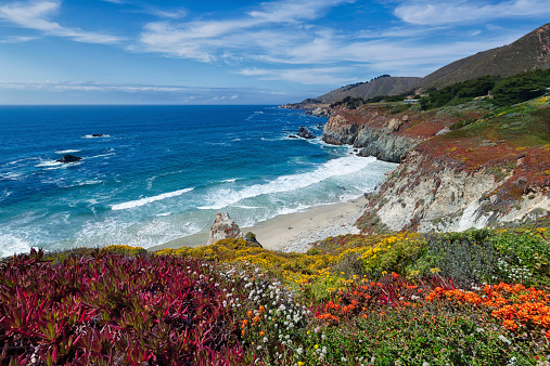 Various flowers in bloom in a landscape along the pacific coast (Big Sur) by Highway 1 in central California, USA.