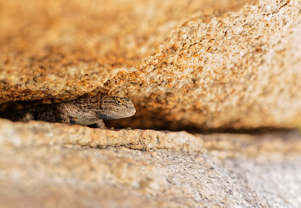 Western Fence Lizard Peaking out from underneath a Boulder stock photo