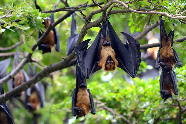 Flying fox Black flying-foxes (Pteropus alecto) hanging in a tree fruit bat stock pictures, royalty-free photos & images