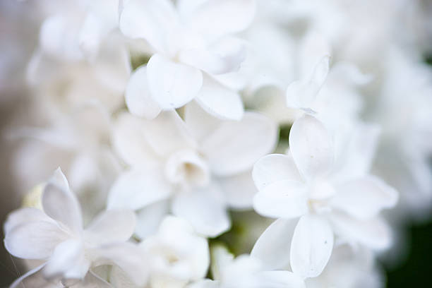istock Closeup of white Lilac flowers 529496339