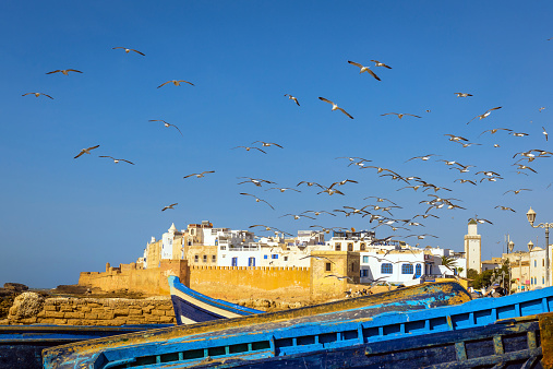 Flock of seagulls over fishing village, boats, Essaouira, Morocco North Africa Nikon D3s