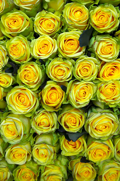 istock Bouquet of beautiful yellow roses 529497113