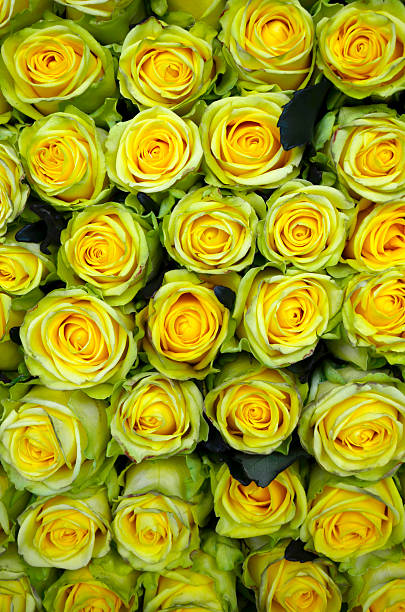 istock Bouquet of beautiful yellow roses 529497123