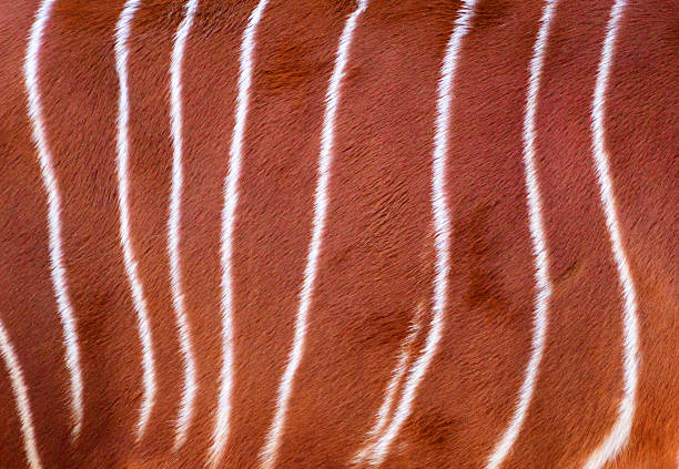 Bongo antelope skin Bongo fur - photographed on a live Eastern Bongo - tragelaphus eurycerus isaaci - reddish-brown coat with white stripes antelope bongo stock pictures, royalty-free photos & images