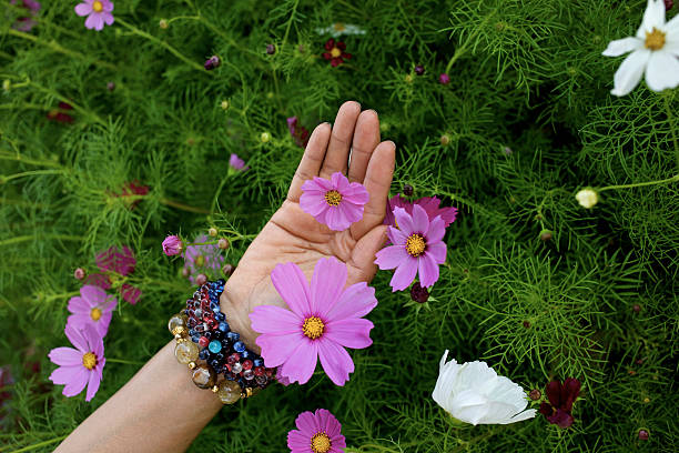 istock Pink cosmos flower on hand 529497905