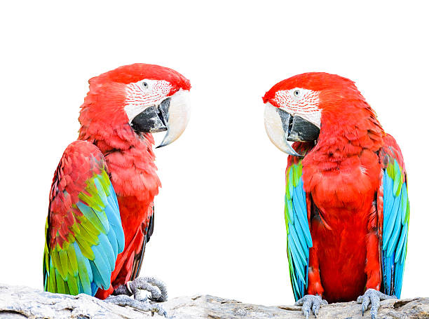 Colorful parrots saying isolated on white background. Colorful parrots saying isolated on white background. richie mccaw stock pictures, royalty-free photos & images