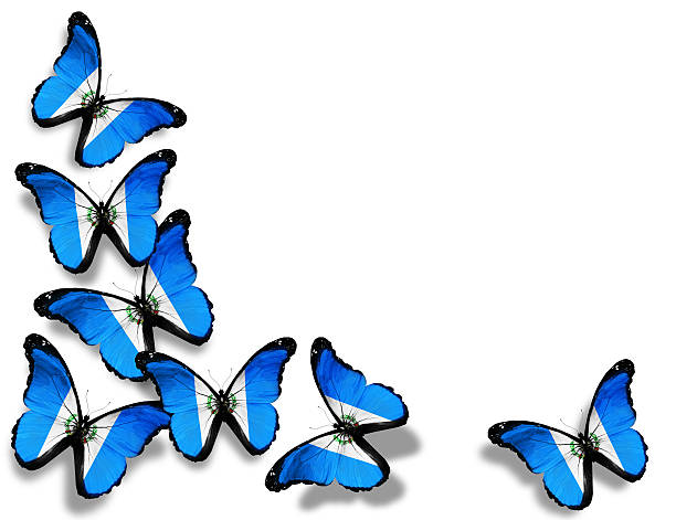 istock Guatemala flag butterflies, isolated on white background 529498983