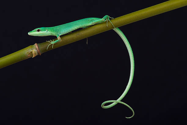Emerald grass lizard / Takydromus smaragdinus