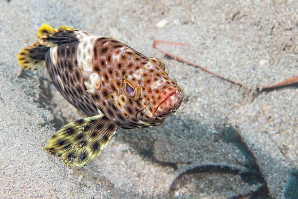istock isolated an black colorful grouper 529499755