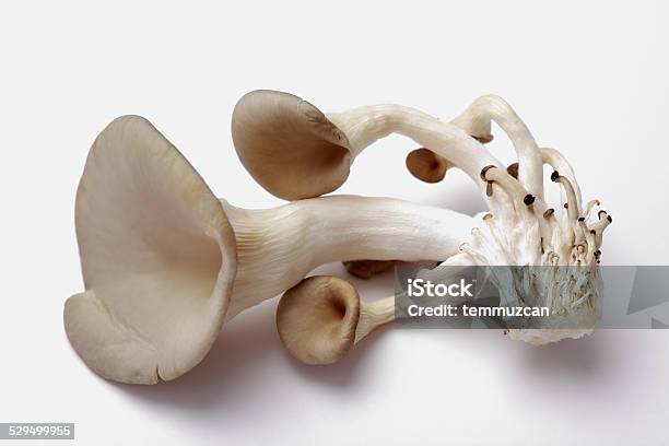 Mushroom Stock Photo - Download Image Now - Autumn, Beauty In Nature, Brown