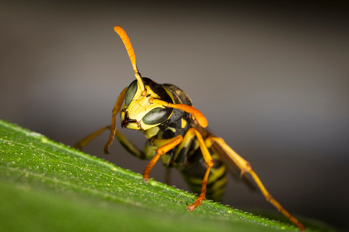 Wasp resting on a leaf in a garden