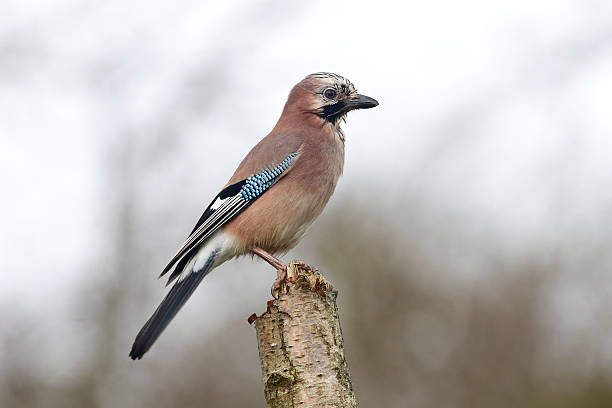 jay, garrulus glandarius - jay foto e immagini stock