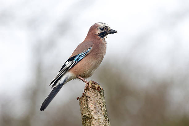 Jay, Garrulus glandarius Jay, Garrulus glandarius, single bird on a branch, Warwickshire, November 2014 jay stock pictures, royalty-free photos & images