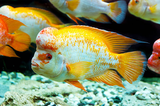 istock The underwater world. Bright Exotic Tropical coral fish 529518171