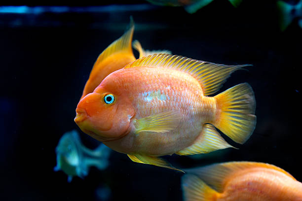 istock The underwater world. Bright Exotic Tropical coral fish 529518181