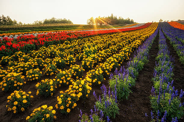 istock Field of flowers 529518931