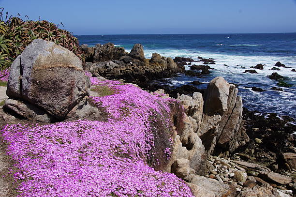 110 Asilomar State Beach 110-asilomar-state-beach