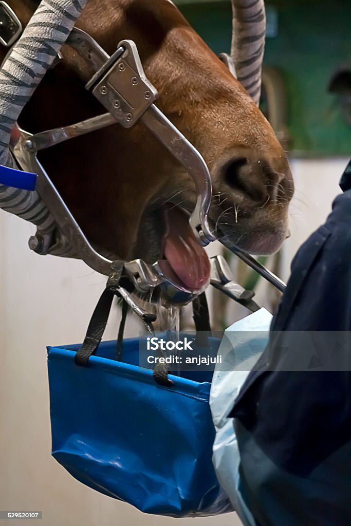 Horse Zahnarzt - Lizenzfrei Pferd Stock-Foto