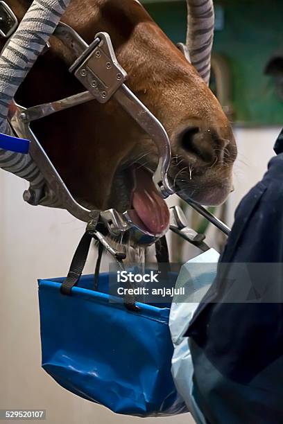 Horse Zahnarzt Stockfoto und mehr Bilder von Pferd - Pferd, Zahnarzt, Feile