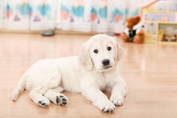 istock Golden retriever puppy 529523925
