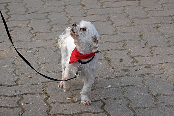 istock White Mixed-Breed Dog with red scarf 529539751