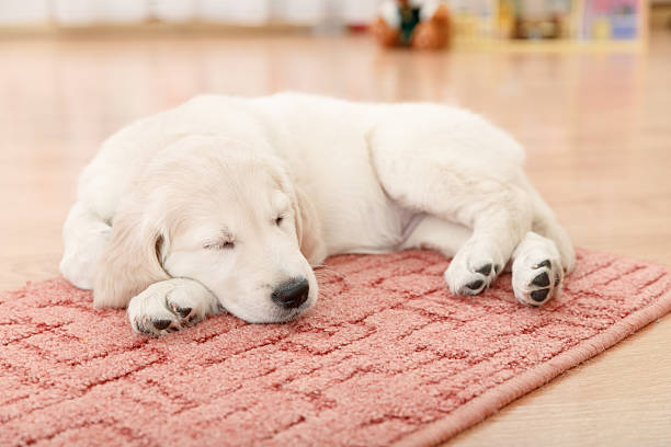 istock Golden retriever puppy 529539903