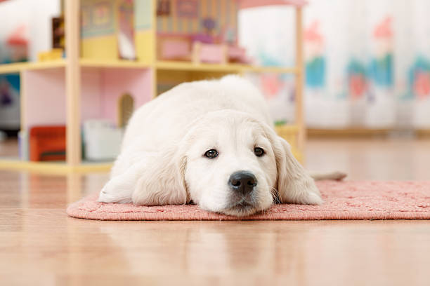istock Golden retriever puppy 529539909