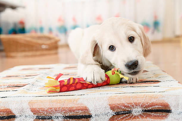 Golden retriever puppy stock photo