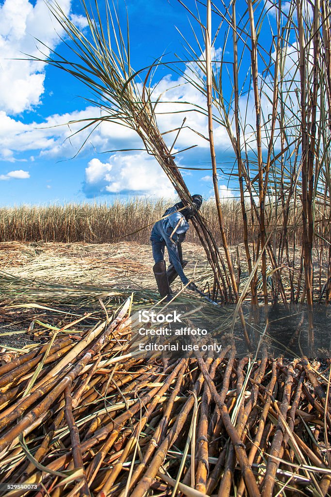 Sugar Cane Harvester Piracicaba, Sao Paulo, Brazil - April 10, 2008: A man working in a sugar cane field during the harvest. Agricultural Field Stock Photo