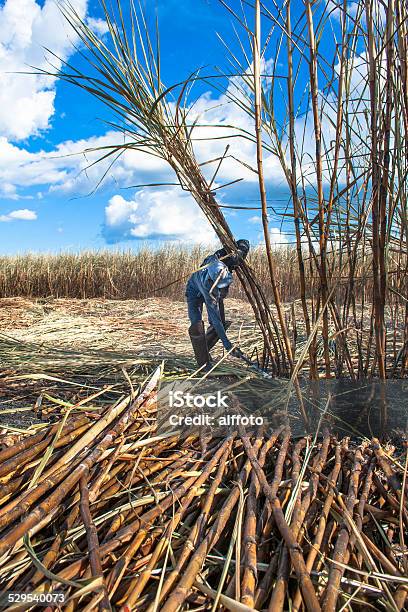 Sugar Cane Harvester Stock Photo - Download Image Now - Agricultural Field, Men, Sugar Cane