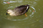 der-natur.jpg?b=1&s=170x170&k=20&c=IR0dR