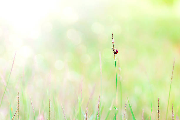 istock nature background of grass and ladybug 529541425