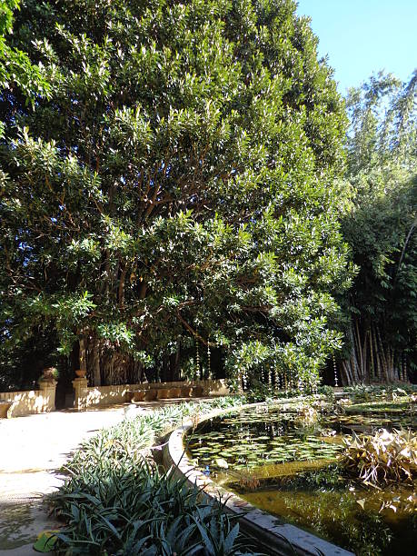 istock Walkway in the garden 529541569