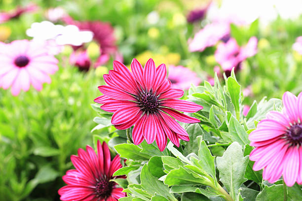 istock Blue-eyed Daisy,African Daisy,Cape Daisy,Spoon Daisy 529542459
