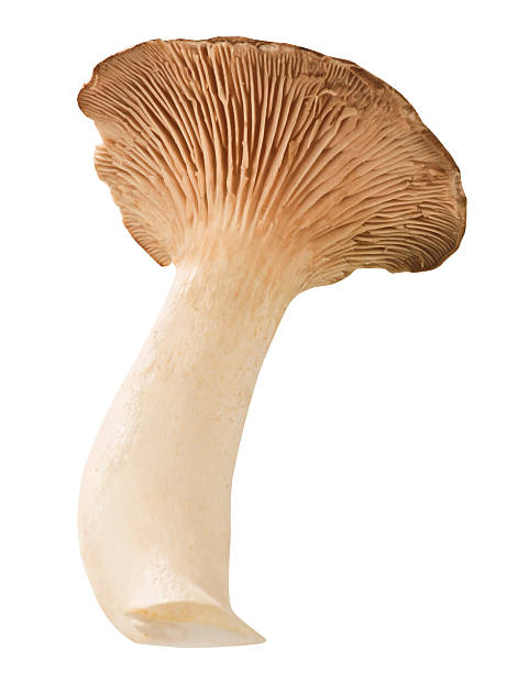 istock edible brown mushroom 529542715