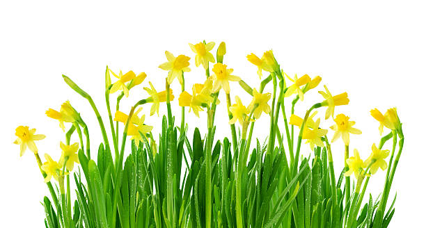 Narcissus and daffodil stock photo