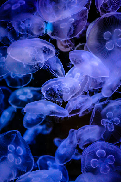 istock Jellyfish in an underwater environment 529544541