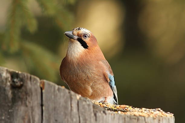istock european jay on a feeder stump 529544555