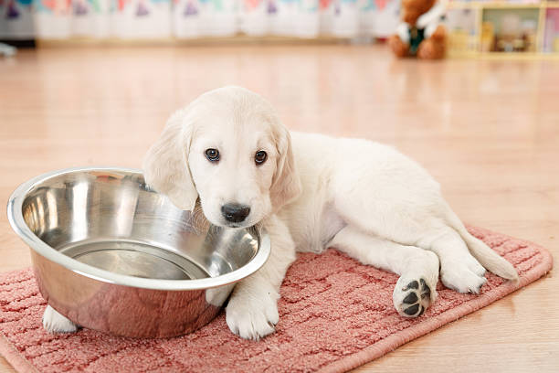 Chiot golden retriever - Photo