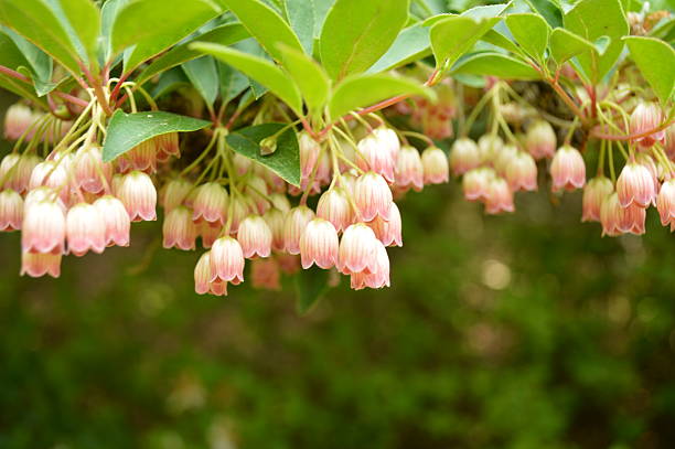 istock Curtain of Flowers 529554983