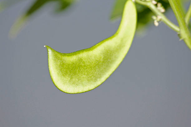 istock Phaseolus lunatus, butter bean, lima bean 529555247