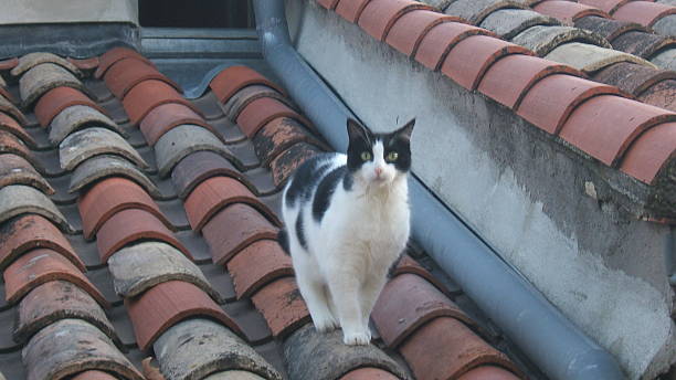 istock funny big cat on the roof 529556887