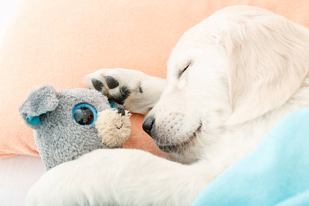 istock golden retriever puppy 529557861