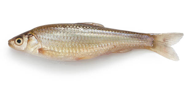 istock honmoroko, japanese willow shiner(female) 529558439