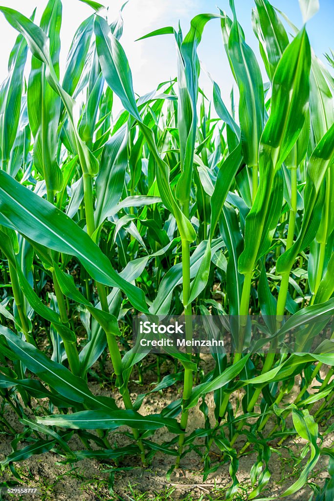 indian corn grows at the field green indian corn grows at the field Agricultural Field Stock Photo