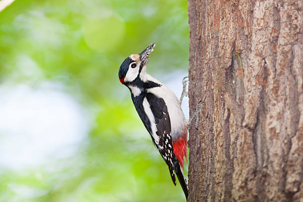 istock Dendrocopos major, Great spotted woodpecker. 529559143
