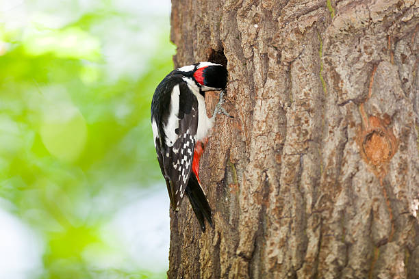 istock Dendrocopos major, Great spotted woodpecker. 529559149