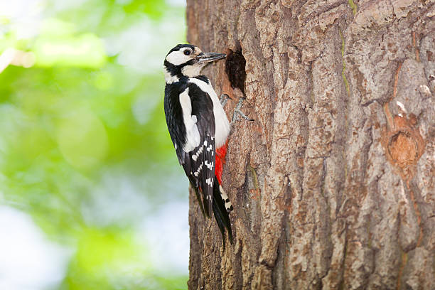 istock Dendrocopos major, Great spotted woodpecker. 529559153