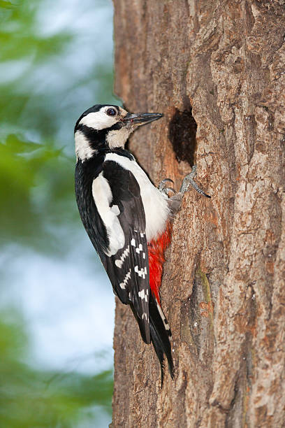 istock Dendrocopos major, Great spotted woodpecker. 529559155